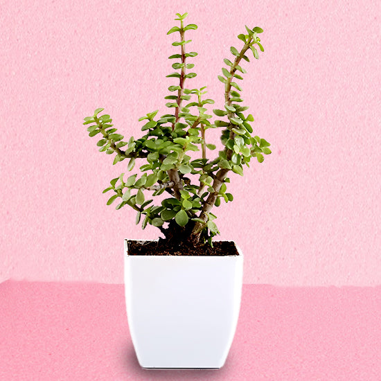 jade terrarium plant Terrarium Jade Plant– Florahut