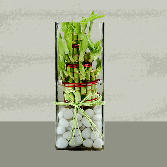 lucky bamboo glass vase 3 Layer Lucky Bamboo In Square Glass Vase– Florahut