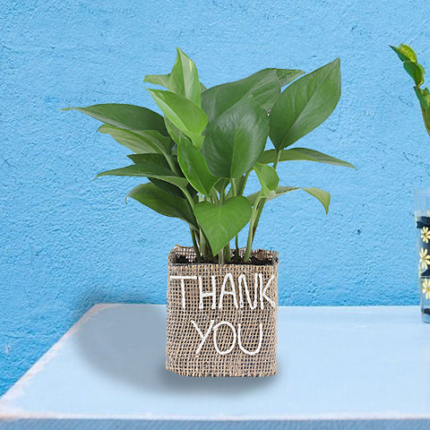 Thank You Plant