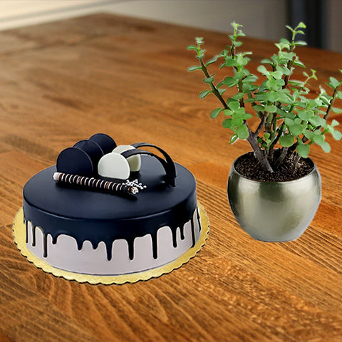 Chocolate Cake & Jade Plant