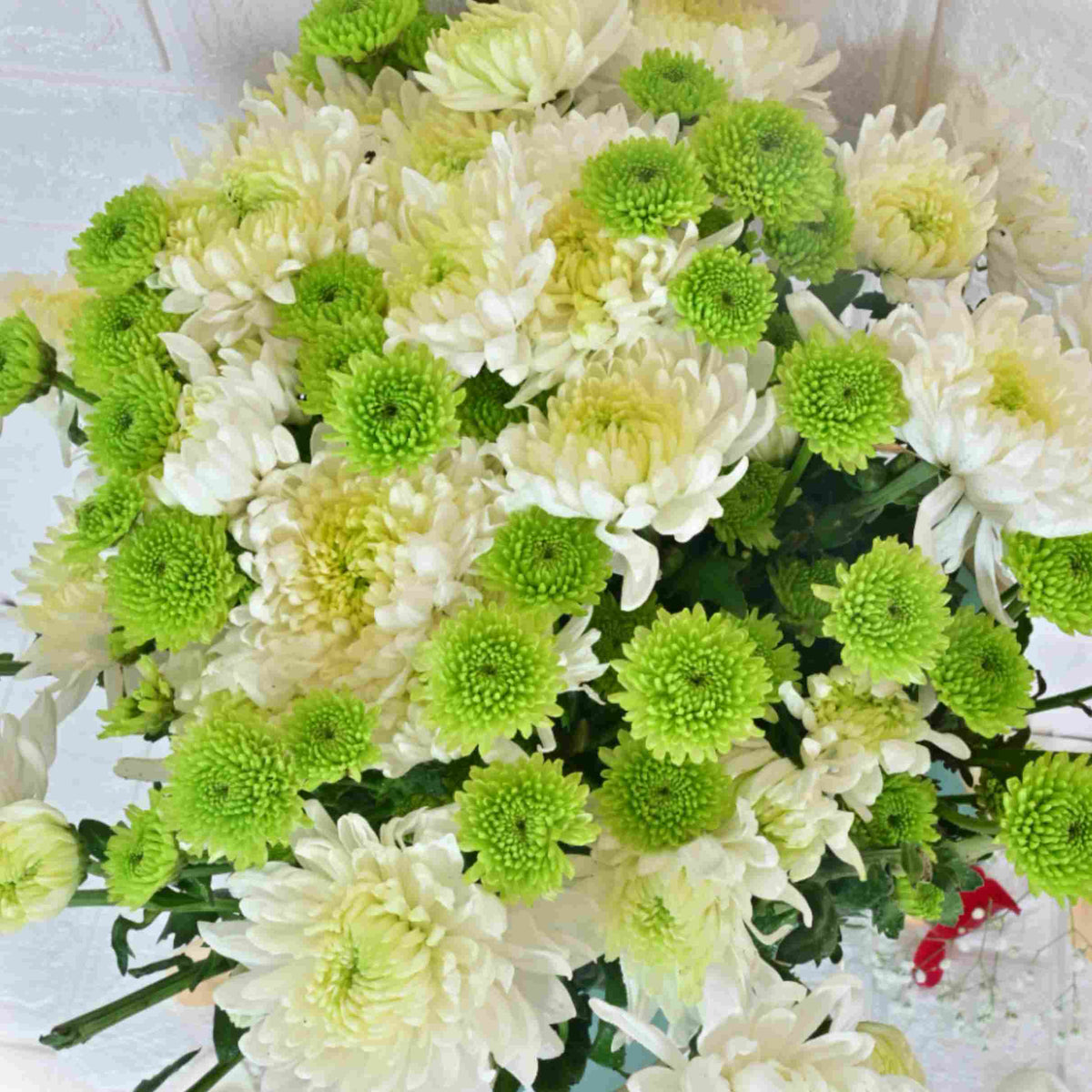 Whispers of the Wind Chrysanthemum