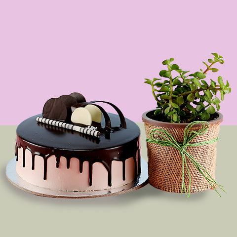 Chocolate Cake & Jade Plant In Jute Wrapped Plastic Pot