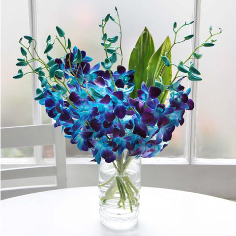Enchanting Blue Orchids