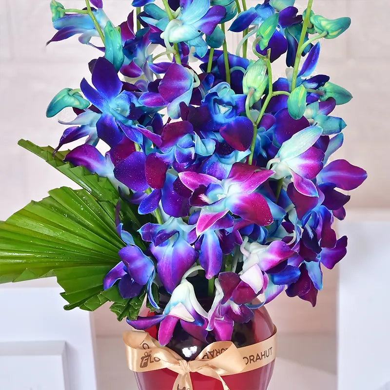 Whispers of Blue Orchids Orchids