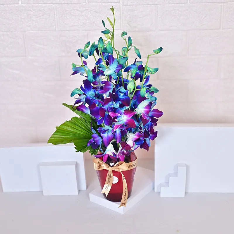 Whispers of Blue Orchids Orchids