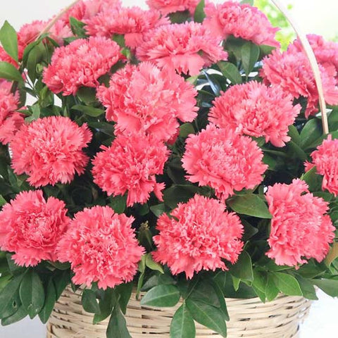 Delightful Pink Carnation Basket