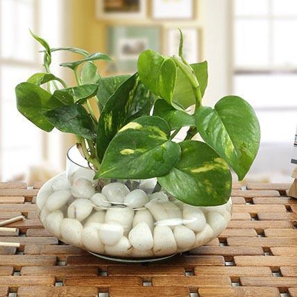 glass bowl for money plant Glass Bowl Moneyplant– Florahut