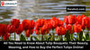 The Comprehensive Resource to Tulip Bouquets: The Beauty, Meaning, and how to buy the perfect tulips on the internet! 