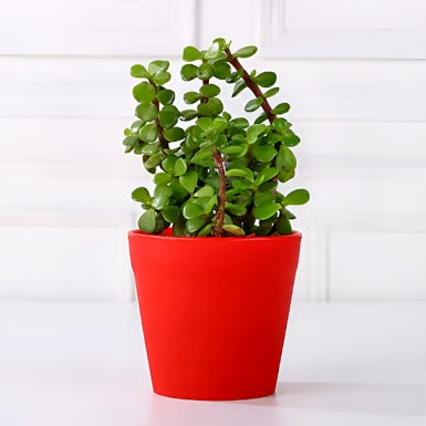 Jade Plant In Red Pot