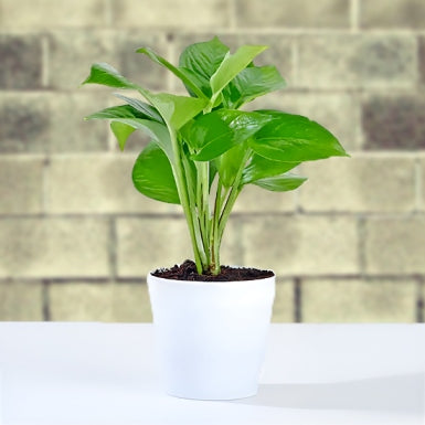 Syngonium Plant in white Plastic Pot