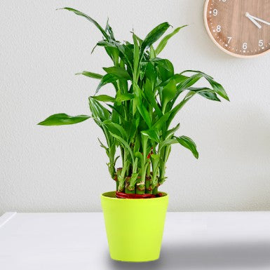 Lucky Bamboo With Green Plastic Pot