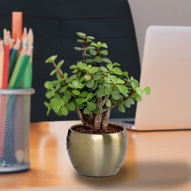 Jade Plant with Gold Tone Metal Pot