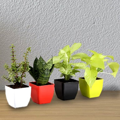 Lucky & Purifying Plant Set