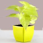 Golden Money Plant In Green Plastic Pot