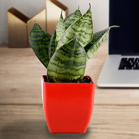 Snake Sensaveria In Red Plastic Pot