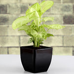 Syngonium Plant In Black Pot