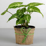 Syngonium Plant With Jute Wrapped Plastic Pot