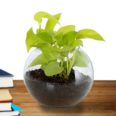 Green Money Plant In a Fish Bowl