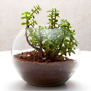 Terrarium Jade Plant In Fish Bowl