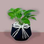 Money Plant With Ceramic Pot