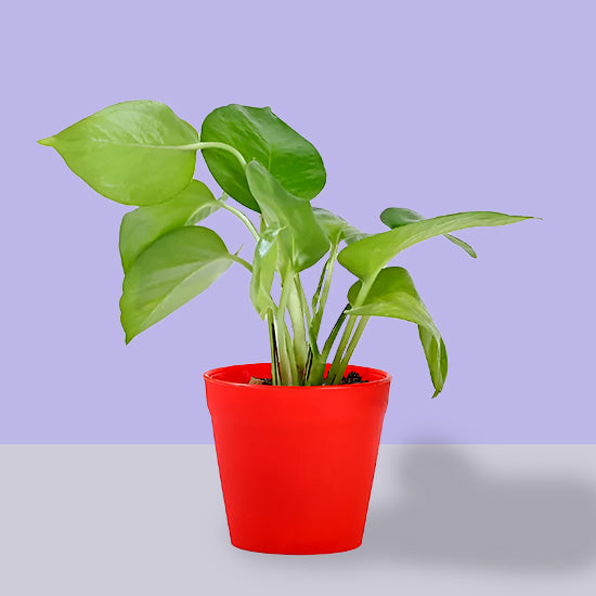 Money Plant With Red Pot