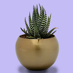 Haworthia Plant With Golden Pot