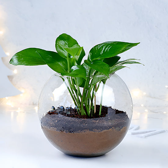 Money Plant With Fish Bowl