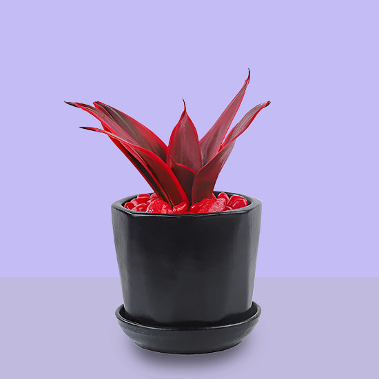 Red spray sansevieria plant With Black Pot