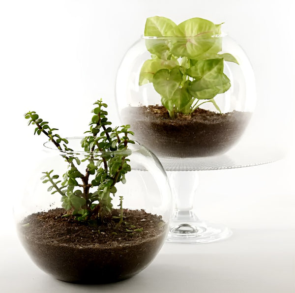 A Set of Terrarium Jade & Syngonium Plant