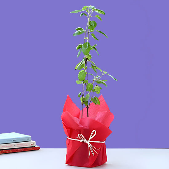 Tulsi Plant In Plastic Pot