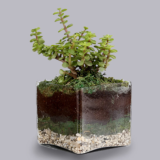 Terrarium Jade Plant In Square Glass Vase