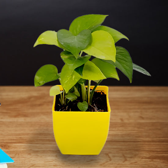 Money Plant With Yellow Plastic Pot