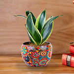 Sansevieria Plant With Rajwada Pot