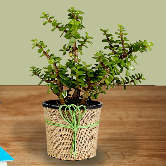 Jade Plant In Jute Wrapper Plastic Planter