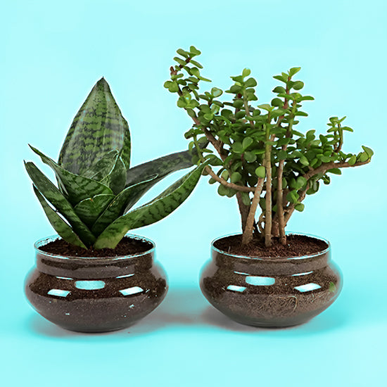 Sansevieria & Jada Plant In Potpori Bowls