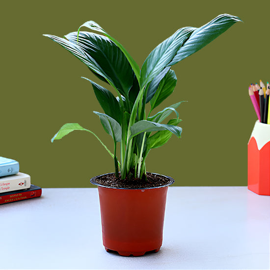 Beautiful Lily Plant In Plastic Red Pot