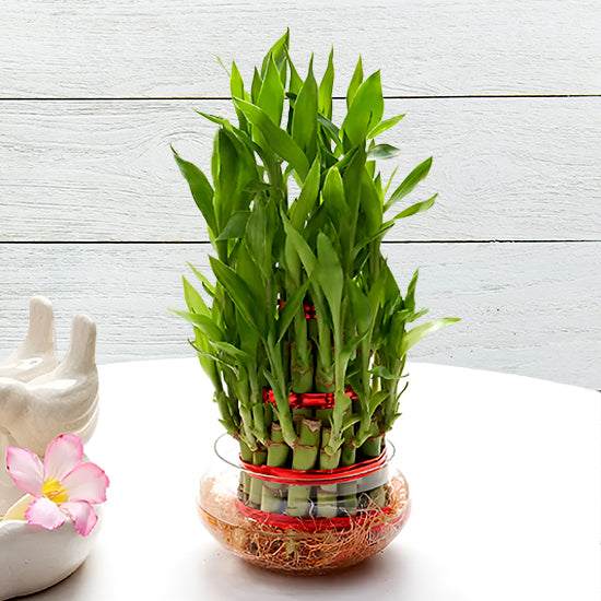 3 Layer Lucky Bamboo Plant