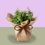 Jade Plant In Jute Wrapped