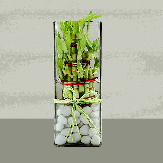 3 Layer Lucky Bamboo In Square Glass Vase