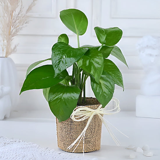 Money Plant In Jude Wrapped