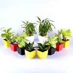 Set Of 10 Green Air Purifying Plants