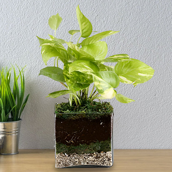 Pothos Plant With Square Glass Vase