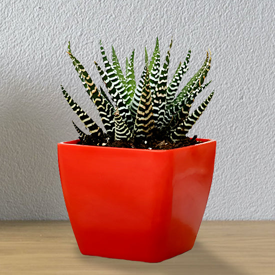 Haworthia Plant In Red Ceramic Pot