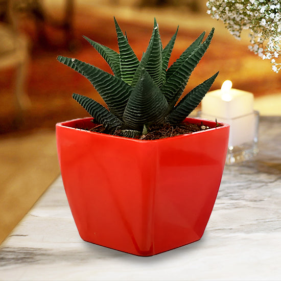 Green Haworthia Plant