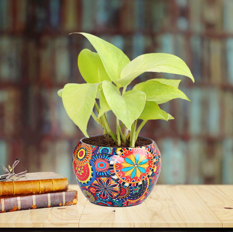 Money Plant In Colourful Rajwada Pot