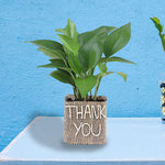 Thank You Plant