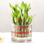 Two Layer Bamboo In Glass Vase