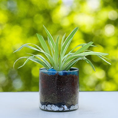 Spider Plant In Cylinder Glass Vase