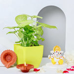 Money Plant With Ganesh & Diyas