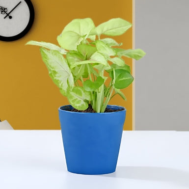 Air Purifying Syngonium Plant In Blue  Pot